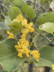 Pterocarpus rotundifolius