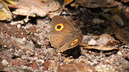 Heteropsis anceps