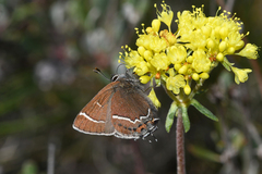 Callophrys spinetorum