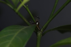 Epocilla
