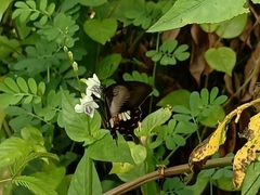 Papilio polytes
