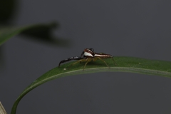 Epocilla