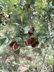 Combretum hereroense