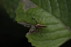 Epocilla