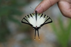 Graphium agetes