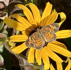 Phyciodes