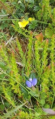 Polygala serpyllifolia
