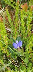 Polygala serpyllifolia