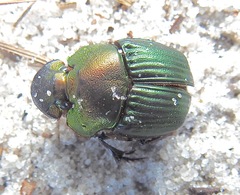 Phanaeus igneus