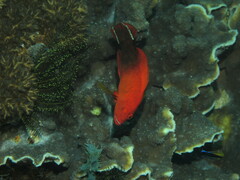 Cephalopholis urodeta