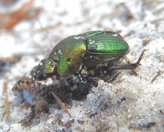 Phanaeus igneus