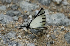 Graphium agetes