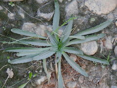 Plantago serraria