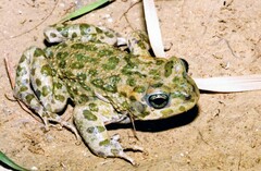 Bufotes boulengeri