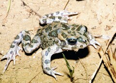 Bufotes boulengeri