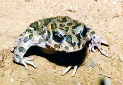 Bufotes boulengeri