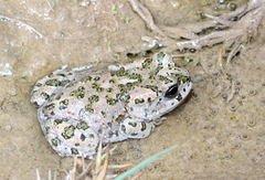 Bufotes boulengeri