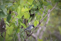 Microspingus cinereus