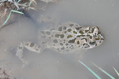 Bufotes boulengeri