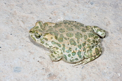 Bufotes boulengeri