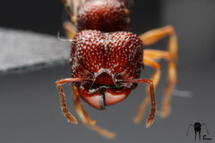 Acanthomyrmex glabfemoralis