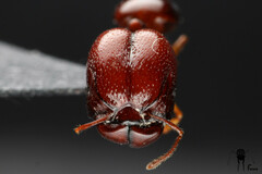 Acanthomyrmex glabfemoralis