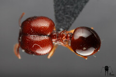 Acanthomyrmex glabfemoralis