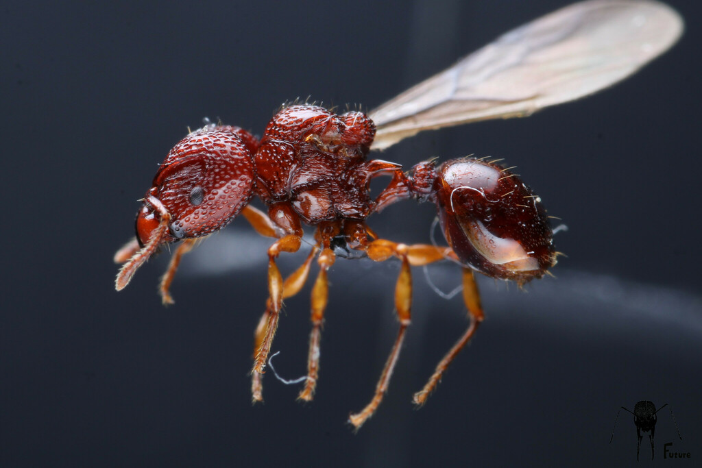 Acanthomyrmex glabfemoralis