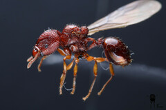 Acanthomyrmex glabfemoralis