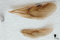Acanthomyrmex glabfemoralis