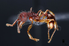 Acanthomyrmex glabfemoralis