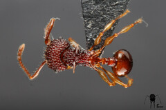 Acanthomyrmex glabfemoralis