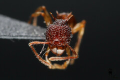 Acanthomyrmex glabfemoralis