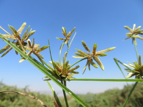 Cyperus flavidus