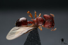 Acanthomyrmex glabfemoralis