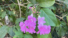Fridericia
