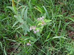 Oxypetalum solanoides
