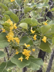 Pterocarpus rotundifolius