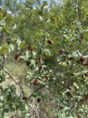 Combretum hereroense