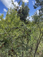 Combretum hereroense