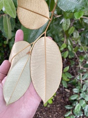 Chrysophyllum oliviforme