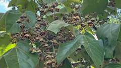 Sterculia apetala