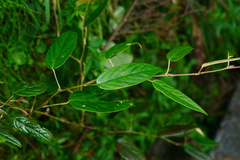 Rubus liui