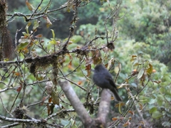 Contopus fumigatus