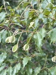 Combretum padoides