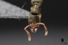Euponera pilosior