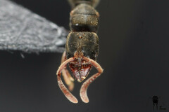 Euponera pilosior
