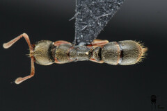 Euponera pilosior