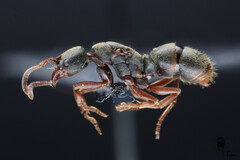 Euponera pilosior