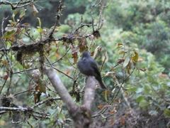Contopus fumigatus